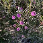 Melaleuca nesophila - Showy honey-myrtle Melaleuca nesophila - Showy honey-myrtle
