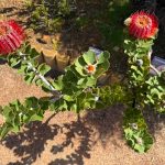 Scarlet Banksia - Banksia coccinea Scarlet Banksia - Banksia coccinea