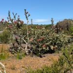 Scarlet banksia - Banksia coccinea Scarlet banksia - Banksia coccinea