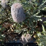 Woolly banksia - Banksia baueri Woolly banksia - Banksia baueri