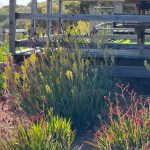 Yellow and crimson kangaroo paw Yellow and crimson kangaroo paw