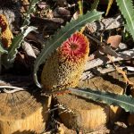 Banksia praemorsa – wine/red form Banksia praemorsa – wine/red form