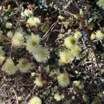 Fine Ti-tree - Taxandria parviceps Fine Ti-tree - Taxandria parviceps