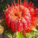 Scarlet banksia - Banksia coccinea Scarlet banksia - Banksia coccinea
