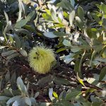 Eucalyptus platypus (possibly) Eucalyptus platypus (possibly)