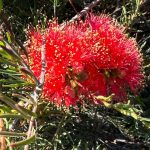 Albany bottlebrush - Melaleuca glauca Albany bottlebrush - Melaleuca glauca