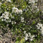 Best guess is that this is "Ozothamnus lepidophyllus (common name scaly-leaved everlasting) is a shrub in the family Asteraceae, native to Western Australia. It is erect, growing from 0.25 to 0.6 m high with white flowers and grows on loamy, sandy and rocky soils." Best guess is that this is "Ozothamnus lepidophyllus (common name scaly-leaved everlasting) is a shrub in the family Asteraceae, native to Western Australia. It is erect, growing from 0.25 to 0.6 m high with white flowers and grows on loamy, sandy and rocky soils."