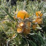 Banksia formosa ("showy dryandra") at Cave Point Lighthouse Banksia formosa ("showy dryandra") at Cave Point Lighthouse