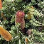 Banksia praemorsa – wine/red form at The Gap and Natural Bridge Banksia praemorsa – wine/red form at The Gap and Natural Bridge