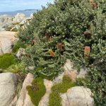 Banksia praemorsa – wine/red form at The Gap and Natural Bridge Banksia praemorsa – wine/red form at The Gap and Natural Bridge
