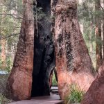 Hollowed out Giant tingle tree Hollowed out Giant tingle tree