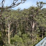 View from Tree Top Walk, Valley of the Giants View from Tree Top Walk, Valley of the Giants
