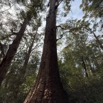 Giant tingle trees Giant tingle trees