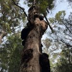 Giant tingle tree with gnarled trunk Giant tingle tree with gnarled trunk