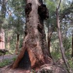 Hollowed out Giant tingle tree Hollowed out Giant tingle tree