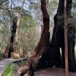 Hollowed out Giant tingle trees Hollowed out Giant tingle trees