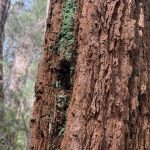 Lichen growing on Giant Tingle Tree Lichen growing on Giant Tingle Tree