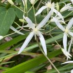 Close up of Native White Clematis Close up of Native White Clematis
