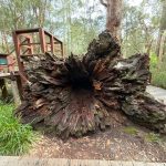 View of fallen hollowed out Giant Tingle Tree from the base View of fallen hollowed out Giant Tingle Tree from the base