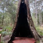 Hollowed out Giant Tingle Tree Hollowed out Giant Tingle Tree