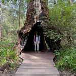 Hollowed out Giant Tingle Tree with Doug for scale Hollowed out Giant Tingle Tree with Doug for scale