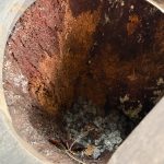 Opening into base and roots of tingle tree showing the fungi which help supply nutrients to the tree and eventually lead to its hollowing out Opening into base and roots of tingle tree showing the fungi which help supply nutrients to the tree and eventually lead to its hollowing out