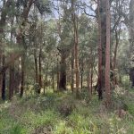 Giant tingle trees Giant tingle trees