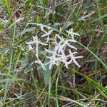 Native white clematis Native white clematis