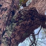 Slipper orchid Slipper orchid