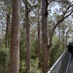 Giant tingle trees from tree top walk Giant tingle trees from tree top walk