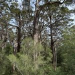 Giant tingle trees from tree top walk Giant tingle trees from tree top walk