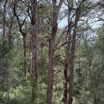 Giant tingle trees from tree top walk Giant tingle trees from tree top walk