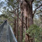 Giant tingle trees from tree top walk Giant tingle trees from tree top walk