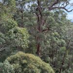 Giant tingle trees from tree top walk Giant tingle trees from tree top walk