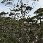 Giant tingle trees from tree top walk Giant tingle trees from tree top walk