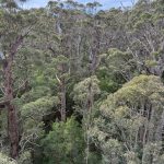 Giant tingle trees from tree top walk Giant tingle trees from tree top walk