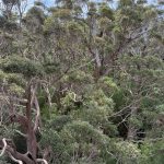 Giant tingle trees from tree top walk Giant tingle trees from tree top walk