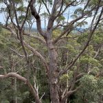 Giant tingle trees from tree top walk Giant tingle trees from tree top walk