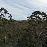 Valley of the Giants from Tree Top walk Valley of the Giants from Tree Top walk