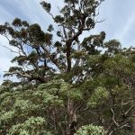Giant Tingle Tree from Tree Top walk, Valley of the Giants Giant Tingle Tree from Tree Top walk, Valley of the Giants