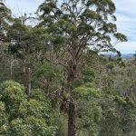 Giant Tingle Tree from Tree Top walk, Valley of the Giants Giant Tingle Tree from Tree Top walk, Valley of the Giants