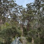 Tree Top walk, Valley of the Giants Tree Top walk, Valley of the Giants