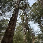 Giant tingle tree at the Giant Tingle Tree lookout Giant tingle tree at the Giant Tingle Tree lookout