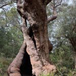 Hollowed out and twisted giant tingle tree at the Giant Tingle Tree lookout Hollowed out and twisted giant tingle tree at the Giant Tingle Tree lookout