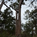 Giant tingle tree with two trunks at the Giant Tingle Tree lookout Giant tingle tree with two trunks at the Giant Tingle Tree lookout