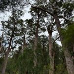 Giant tingle trees at the Giant Tingle Tree lookout Giant tingle trees at the Giant Tingle Tree lookout