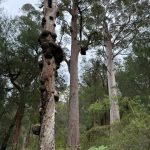 Giant tingle trees with galls at the Giant Tingle Tree lookout Giant tingle trees with galls at the Giant Tingle Tree lookout