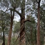 Giant tingle tree with twisted trunk at the Giant Tingle Tree lookout Giant tingle tree with twisted trunk at the Giant Tingle Tree lookout