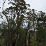 Giant tingle trees at the Giant Tingle Tree lookout Giant tingle trees at the Giant Tingle Tree lookout