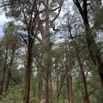 Giant tingle trees at the Giant Tingle Tree lookout Giant tingle trees at the Giant Tingle Tree lookout
